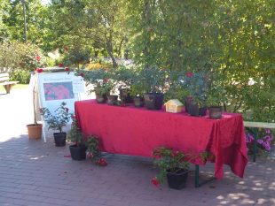 Stand des Stiftungsvereins mit der Grugapark-Rose vor dem Rosenzimmer im Rosengarten<br /> <br /> 